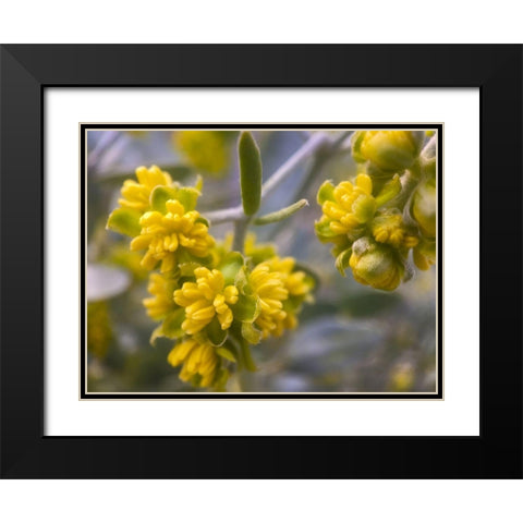 Yellow Buds I Black Modern Wood Framed Art Print with Double Matting by Grayscale