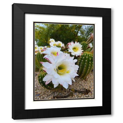 Cactus Flower IV Black Modern Wood Framed Art Print with Double Matting by Grayscale