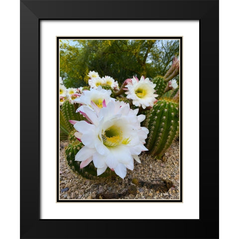 Cactus Flower IV Black Modern Wood Framed Art Print with Double Matting by Grayscale