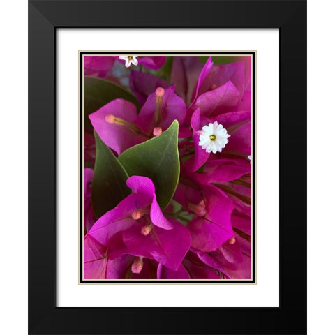 Bougainvillea II Black Modern Wood Framed Art Print with Double Matting by Grayscale