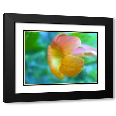 Cactus Flower VI Black Modern Wood Framed Art Print with Double Matting by Grayscale