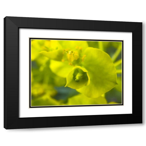 Green Flower II Black Modern Wood Framed Art Print with Double Matting by Grayscale