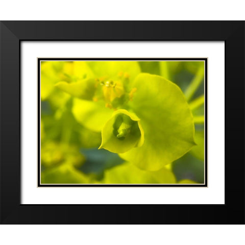Green Flower II Black Modern Wood Framed Art Print with Double Matting by Grayscale