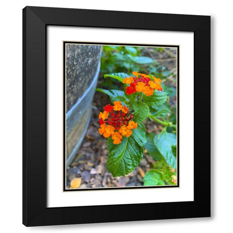 Lantana XII Black Modern Wood Framed Art Print with Double Matting by Grayscale
