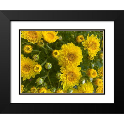 Yellow Blooms VII Black Modern Wood Framed Art Print with Double Matting by Grayscale