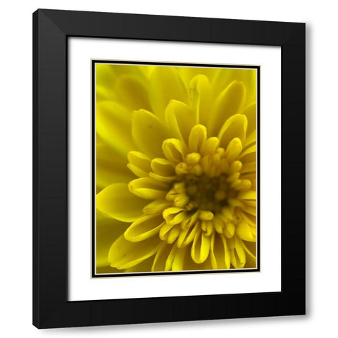 Yellow Blooms IX Black Modern Wood Framed Art Print with Double Matting by Grayscale