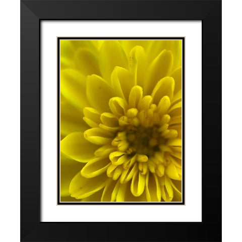 Yellow Blooms IX Black Modern Wood Framed Art Print with Double Matting by Grayscale