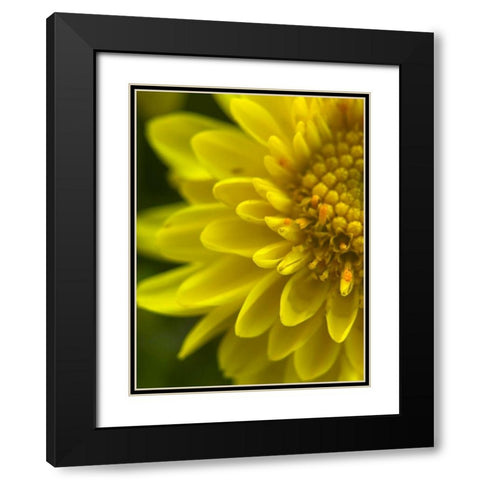 Yellow Blooms X Black Modern Wood Framed Art Print with Double Matting by Grayscale