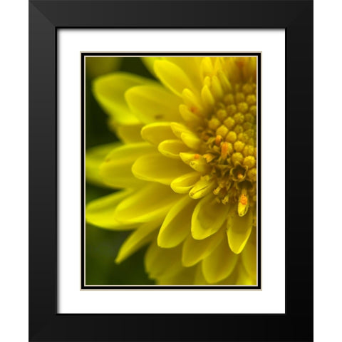 Yellow Blooms X Black Modern Wood Framed Art Print with Double Matting by Grayscale