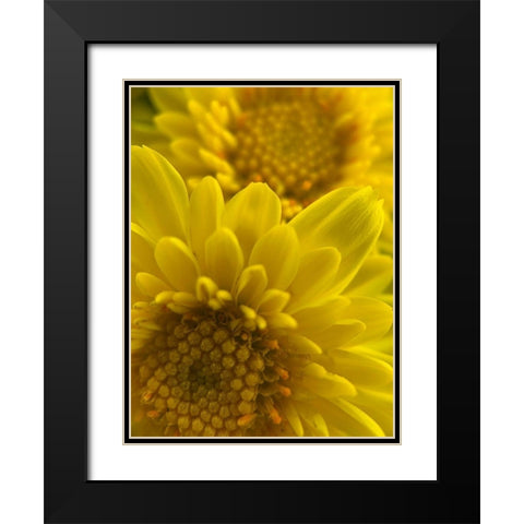 Yellow Blooms XI Black Modern Wood Framed Art Print with Double Matting by Grayscale