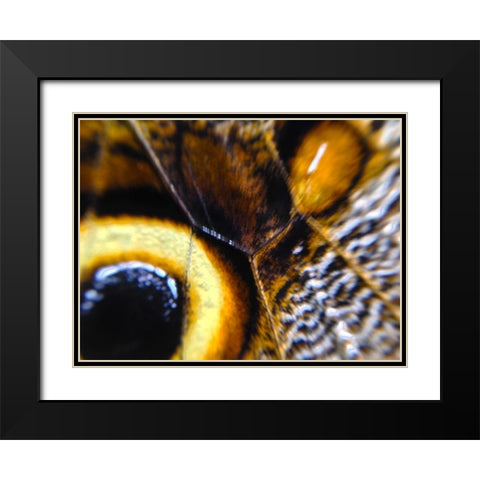 Butterfly Wing I Black Modern Wood Framed Art Print with Double Matting by Grayscale