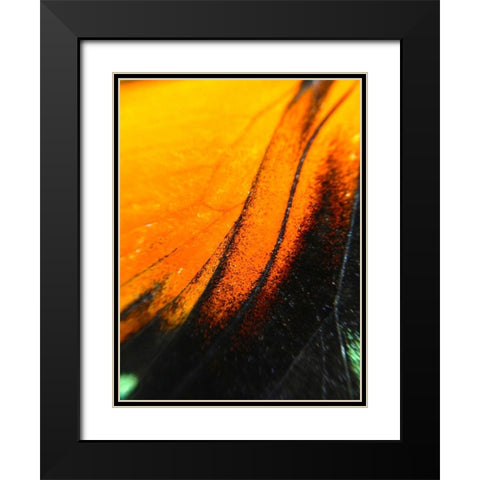 Butterfly Wing II Black Modern Wood Framed Art Print with Double Matting by Grayscale