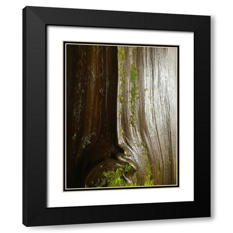 Bark and Moss IV Black Modern Wood Framed Art Print with Double Matting by Grayscale