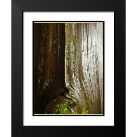 Bark and Moss IV Black Modern Wood Framed Art Print with Double Matting by Grayscale