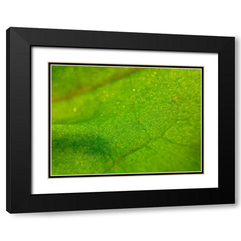 Green Leaf I Black Modern Wood Framed Art Print with Double Matting by Grayscale