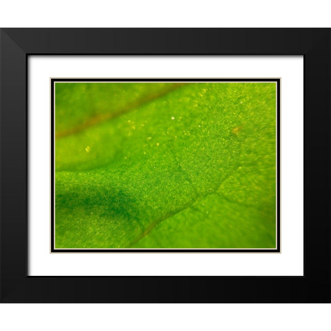 Green Leaf I Black Modern Wood Framed Art Print with Double Matting by Grayscale