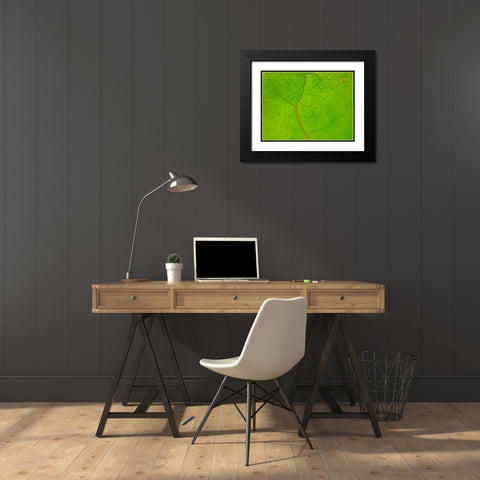 Green Leaf II Black Modern Wood Framed Art Print with Double Matting by Grayscale