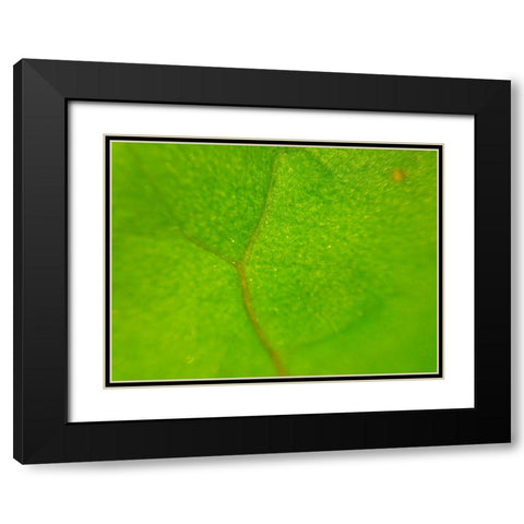 Green Leaf II Black Modern Wood Framed Art Print with Double Matting by Grayscale