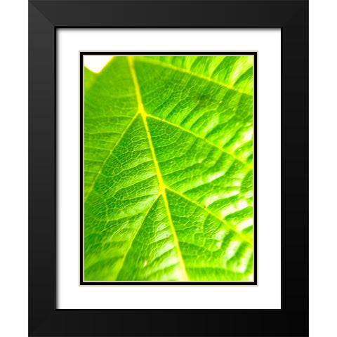 Green Leaf V Black Modern Wood Framed Art Print with Double Matting by Grayscale