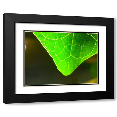 Green Leaf X Black Modern Wood Framed Art Print with Double Matting by Grayscale