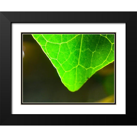 Green Leaf X Black Modern Wood Framed Art Print with Double Matting by Grayscale
