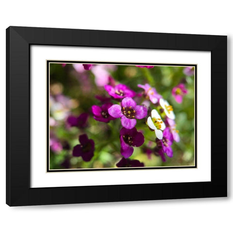 Alyssum I Black Modern Wood Framed Art Print with Double Matting by Grayscale
