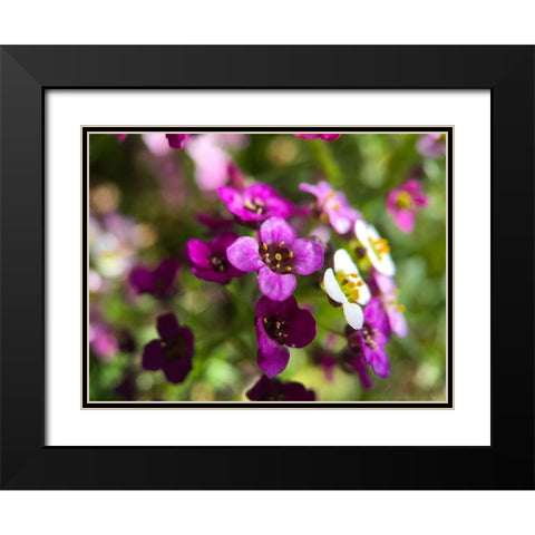 Alyssum I Black Modern Wood Framed Art Print with Double Matting by Grayscale