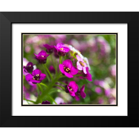 Alyssum II Black Modern Wood Framed Art Print with Double Matting by Grayscale