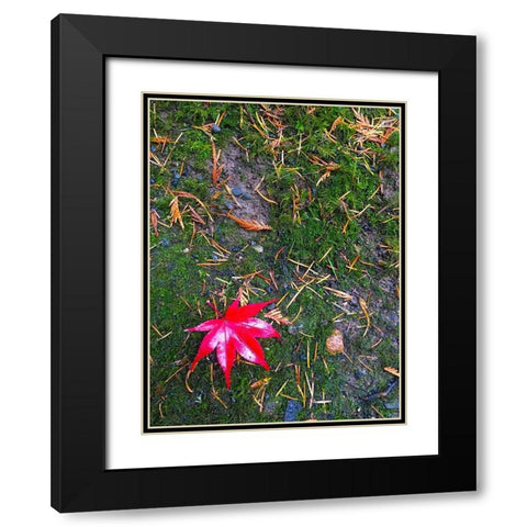 Japanese Maple III Black Modern Wood Framed Art Print with Double Matting by Grayscale