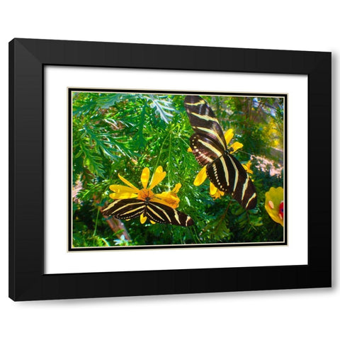 Butterflies I Black Modern Wood Framed Art Print with Double Matting by Grayscale