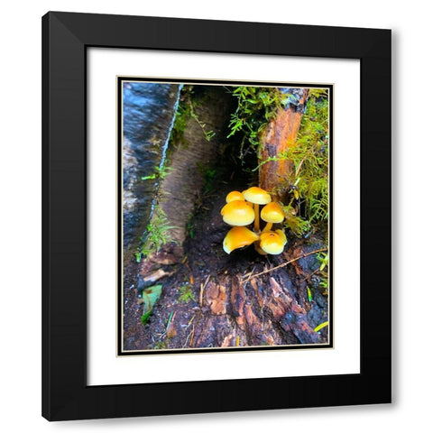 Tiny Mushroom Cluster I Black Modern Wood Framed Art Print with Double Matting by Grayscale