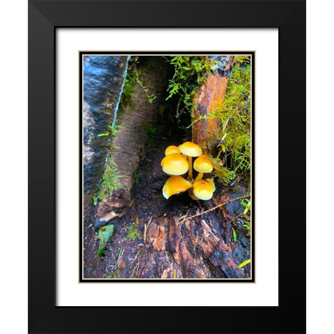 Tiny Mushroom Cluster I Black Modern Wood Framed Art Print with Double Matting by Grayscale