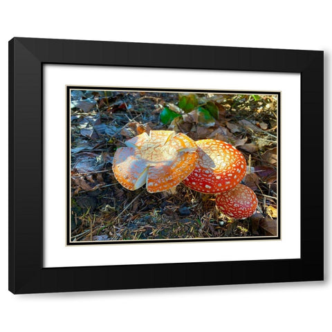 Red and Orange Mushrooms I Black Modern Wood Framed Art Print with Double Matting by Grayscale