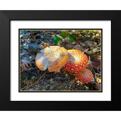 Red and Orange Mushrooms I Black Modern Wood Framed Art Print with Double Matting by Grayscale