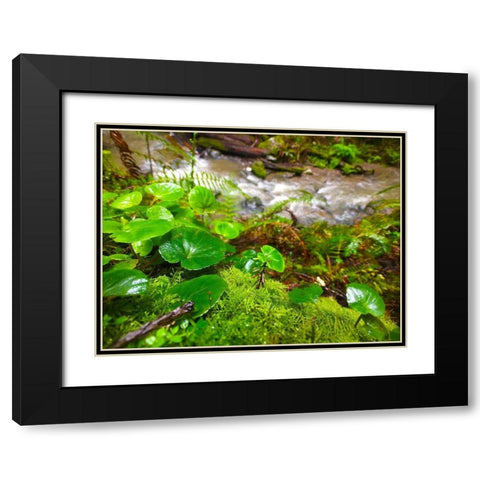 Smallest Redwood Black Modern Wood Framed Art Print with Double Matting by Grayscale