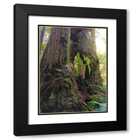 Redwood I Black Modern Wood Framed Art Print with Double Matting by Grayscale