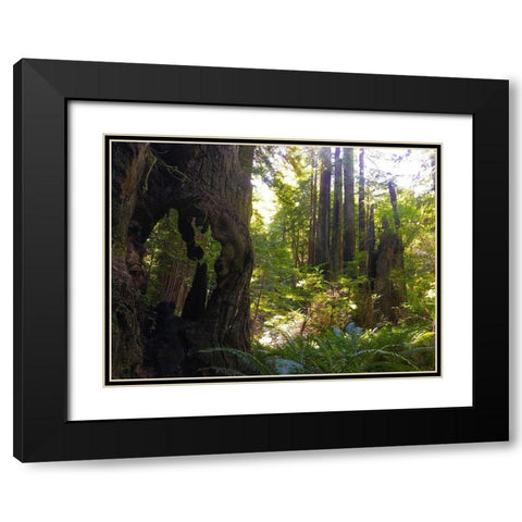 Redwood II Black Modern Wood Framed Art Print with Double Matting by Grayscale
