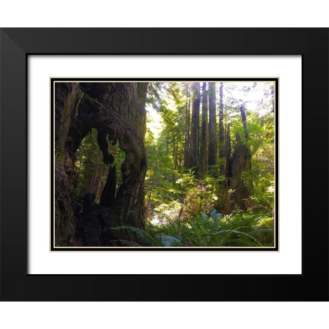 Redwood II Black Modern Wood Framed Art Print with Double Matting by Grayscale