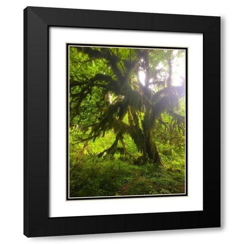 Rainforest I Black Modern Wood Framed Art Print with Double Matting by Grayscale