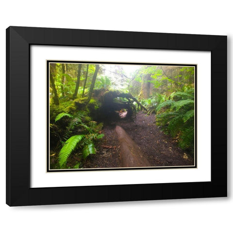 Forest Trail II Black Modern Wood Framed Art Print with Double Matting by Grayscale