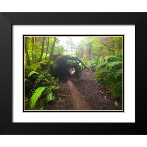 Forest Trail II Black Modern Wood Framed Art Print with Double Matting by Grayscale