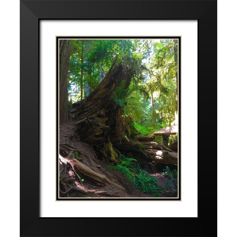 Forest Trail III Black Modern Wood Framed Art Print with Double Matting by Grayscale