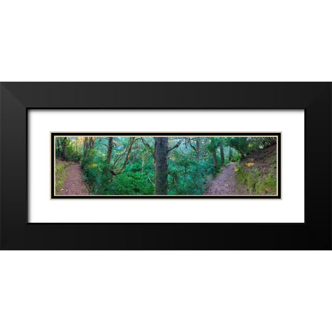 Forest Trail VI Black Modern Wood Framed Art Print with Double Matting by Grayscale