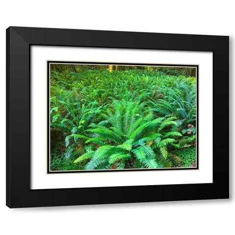 Forest Ferns I Black Modern Wood Framed Art Print with Double Matting by Grayscale