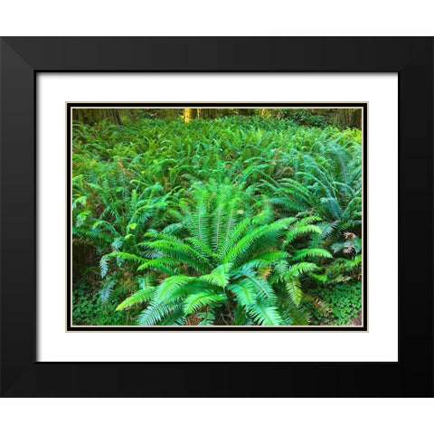 Forest Ferns I Black Modern Wood Framed Art Print with Double Matting by Grayscale