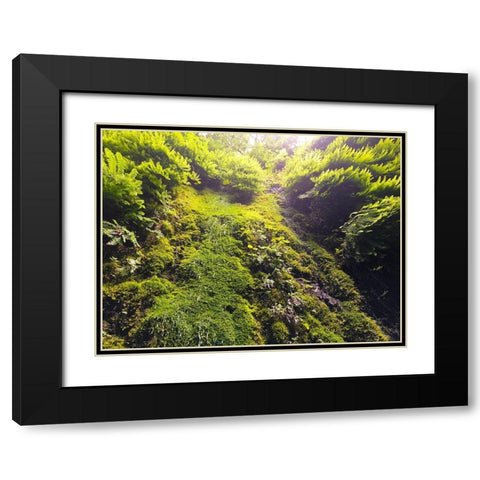 Fern Valley I Black Modern Wood Framed Art Print with Double Matting by Grayscale