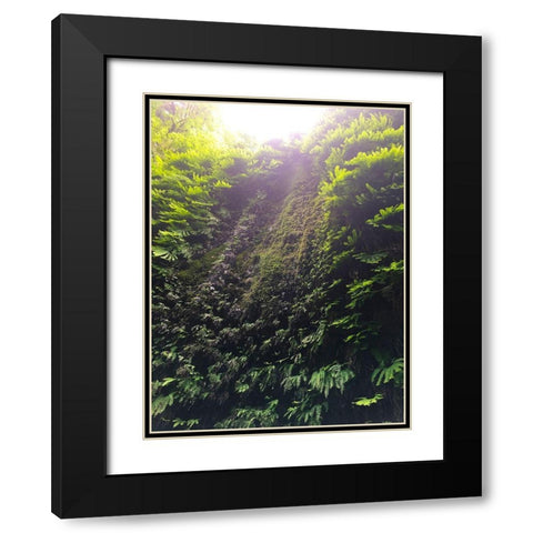 Fern Valley II Black Modern Wood Framed Art Print with Double Matting by Grayscale