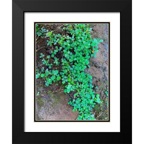 Ground Cover I Black Modern Wood Framed Art Print with Double Matting by Grayscale