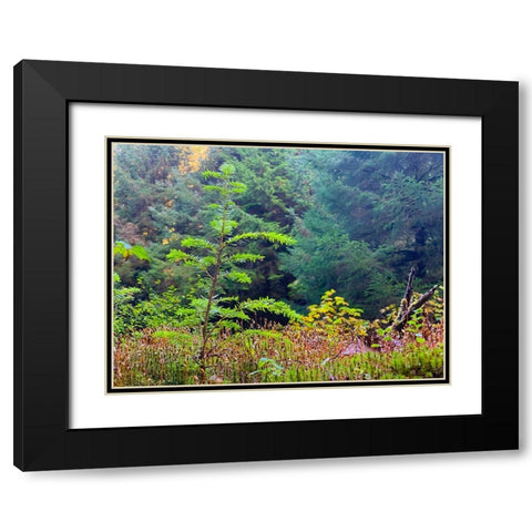 Smallest Redwood II Black Modern Wood Framed Art Print with Double Matting by Grayscale