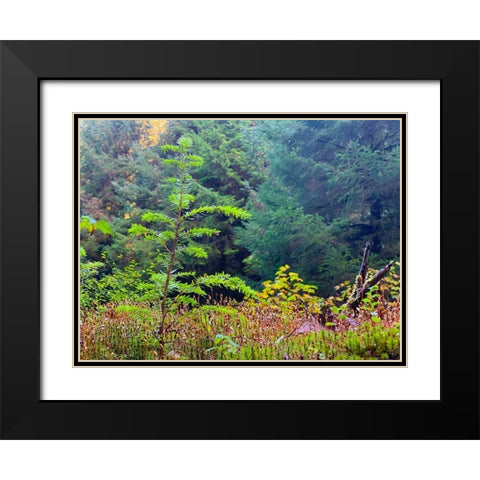 Smallest Redwood II Black Modern Wood Framed Art Print with Double Matting by Grayscale